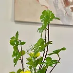 Topel Dom V Centru Mesta 5