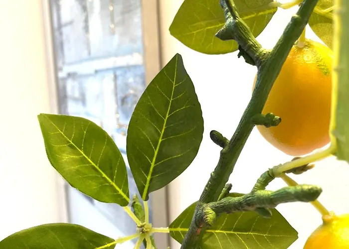 Topel Dom V Centru Mesta 5